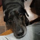 Avery Abilene eleven year old catahoula