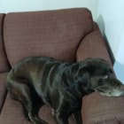 Avery Abilene eleven year old catahoula