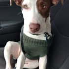 GoldieHawn_pittiemix