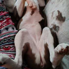 GoldieHawn_pittiemix
