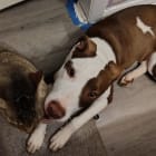 GoldieHawn_pittiemix