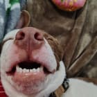 GoldieHawn_pittiemix