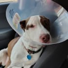 GoldieHawn_pittiemix