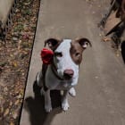 GoldieHawn_pittiemix