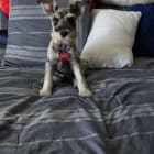Max