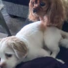 Rosalin and Rocky