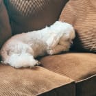 Milo