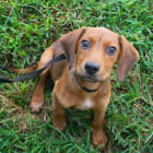 Mason