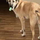 Koda