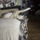 Koda