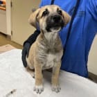 Koda