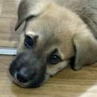 Koda