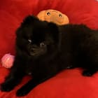 Bella