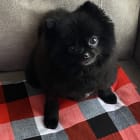 Bella
