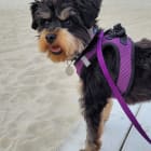 Josie