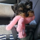 Josie