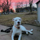 Snoopy
