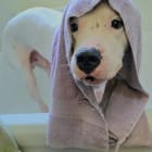 Snoopy