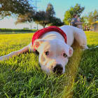 Snoopy