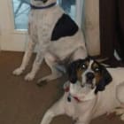 Zcaro and Bentley