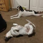 Zcaro and Bentley