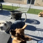 Koda