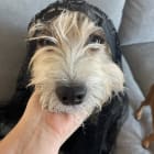 Koda