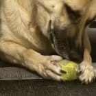 Sarge