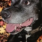 Dexter