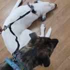 Opal and Brownie