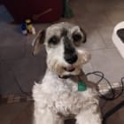 Poppy