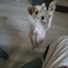 Cardi