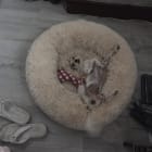 Cardi