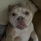 Cannoli