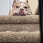 Cannoli
