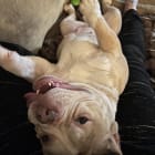 Cannoli
