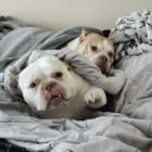 Cannoli