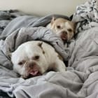 Cannoli