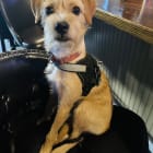 BENNY