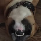Chief