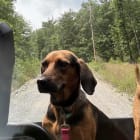 Miss Hailey