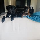 Levi and Layla