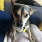 Shiloh
