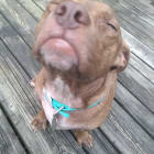 Moose