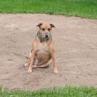 KODI