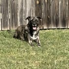 Bert