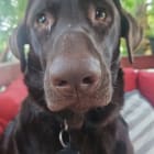 Oliver