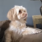 Poppy