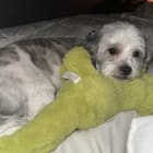 Franklin