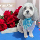 Franklin